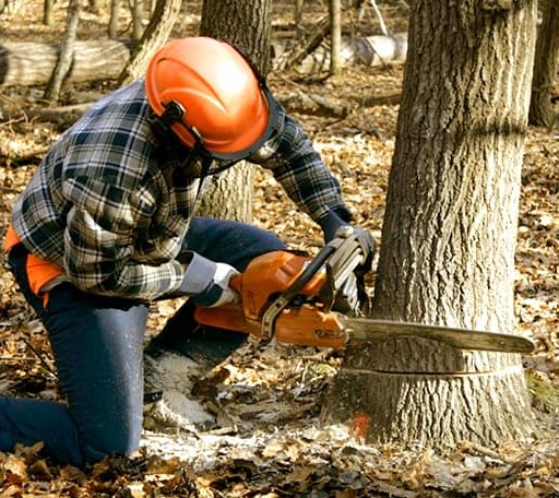 Tree Removal in Starrucca, PA